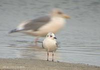 fig 5. Saunders's Gull. Shutter speed is too slow... Back is vega Gull.