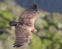 Griffon Vulture (Gyps fulvus)