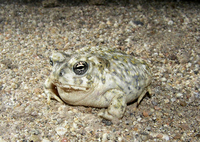 : Bufo californicus; Arroyo Toad