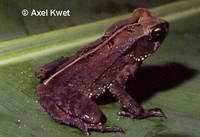 : Bufo crucifer