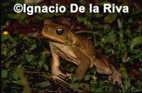 : Bufo poeppigii; Gray Toad