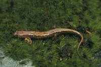 : Desmognathus orestes; Blue Ridge Dusky Salamander