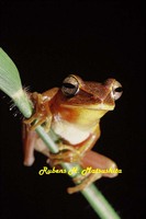 : Hypsiboas multifasciatus