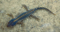 : Mesotriton alpestris cyreni; Alpine Newt