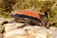 : Phrynomantis microps