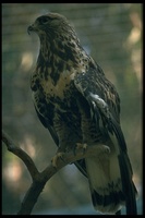 : Buteo lagopus; Rough-legged Hawk