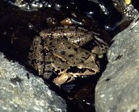 : Rana macrocnemis; Iranian Long-Legged Frog
