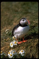 : Fratercula arctica; Atlantic Puffin