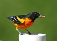 : Icterus galbula; Baltimore Oriole