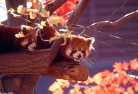 : Ailurus fulgens; Red Panda