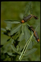 : Cantharis sp.