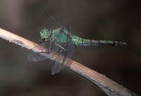 : Erythemis collocata; Western Pondhawk