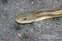 : Elaphe obsoleta ssp. quadrivittata; Yellow Rat Snake