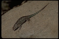 : Sceloporus clarkii; Clark Spiny Lizard