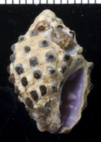: Morula uva