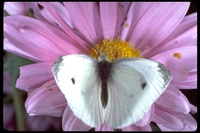 : Pieris rapae; Cabbage Butterfly