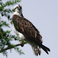 Osprey