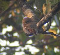 Jungle Owlet (Glaucidium radiatum) 2005. január 8. Ramnagar