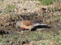 Common Linnet, probably breeding in the plantation.