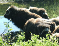 Musk Oxen, Nome. Photo by Rick Taylor. Copyright Borderland Tours. All rights reserved.