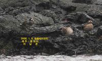 흰줄박이오리 harlequin duck