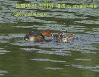 귀여운 논병아리 Mother and babys of Little Grebe...