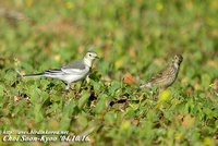 Fig 12. White Wagtail & Buff-billed Pipit :알락할미새와 밭종다리