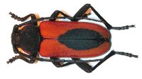 Purpuricenus kaehleri