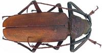 Macrotoma pascoei gressitti