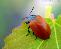 Chrysomela populi