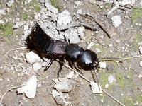 Ocypus italicus