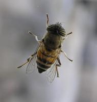 Eristalinus taeniops