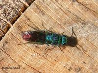 Chrysis fulgida