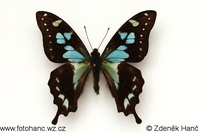 Graphium stresemanni