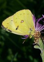 Colias croceus - Clouded Yellow