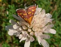 Pyrausta purpuralis