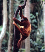 Red howler (Alouatta seniculus)