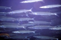 Sphyraena picudilla, Southern sennet: fisheries, gamefish