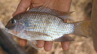 Sarotherodon melanotheron leonensis, :