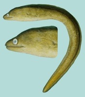 Gymnothorax monochrous, Drab moray: