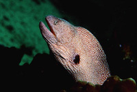 Gymnothorax nudivomer, Starry moray: