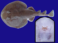 Narcine entemedor, Giant electric ray: