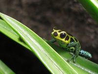 Dendrobates imitator