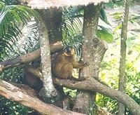 Image of: Eulemur mongoz (mongoose lemur)