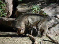 Image of: Hyaena hyaena (striped hyena)