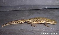 Triturus maltzani