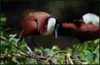 Actophilornis africanus - African Jacana