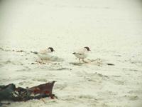 Charadrius rubricollis - Hooded Plover