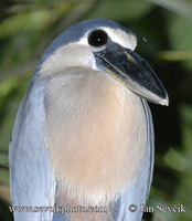 Cochlearius cochlearius - Boat-billed Heron
