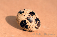 Coturnix japonica - Japanese Quail